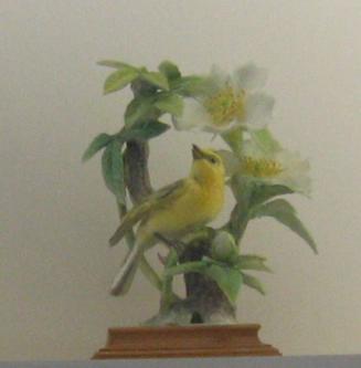 Hooded Warblers With Cherokee Rose