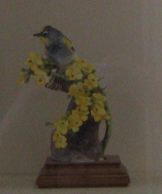 Audubon Warblers and Palo Verdi