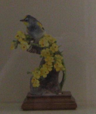 Audubon Warblers and Palo Verdi