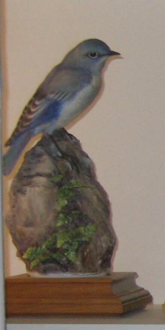 Mountain Bluebirds and Spleenwort Niger