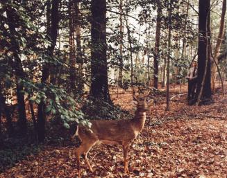 Radio-controlled Decoy Deer, from the series Humanature