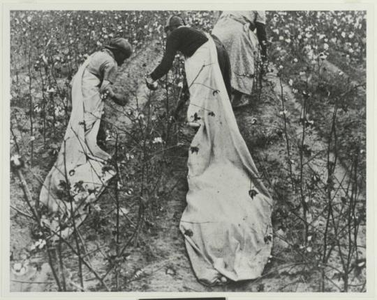 Cotton Pickers, Pulaski County, Arkansas