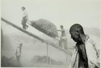 Harvest in China