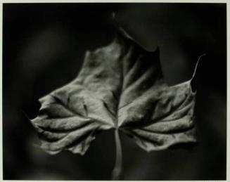 Sycamore Leaf