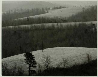 Rolling Hills and Forest