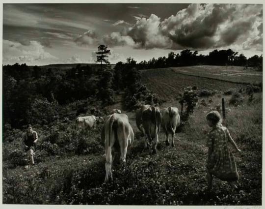 Bringing in Cows