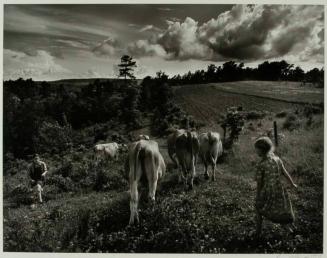 Bringing in Cows