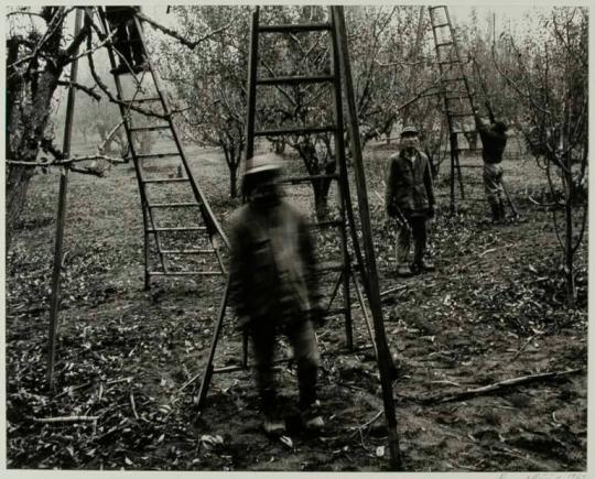 Pear Pruning