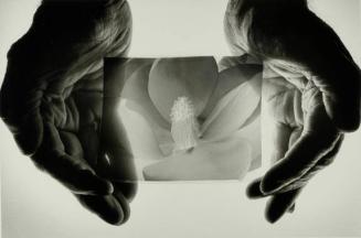 Imogen Cunningham "Magnolia Blossom 1925"