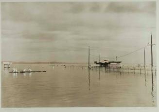 Pelicans, Salton Sea