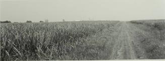 Cane Fields and Distant Refinery Near Thibodeaux, Louisiana