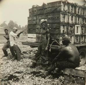 Country, celery pickers, NY State