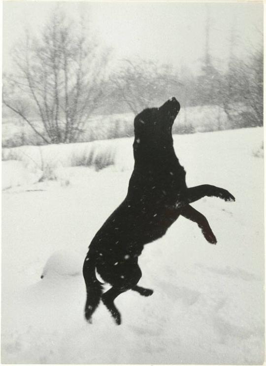 Labrador Retriever, Maine