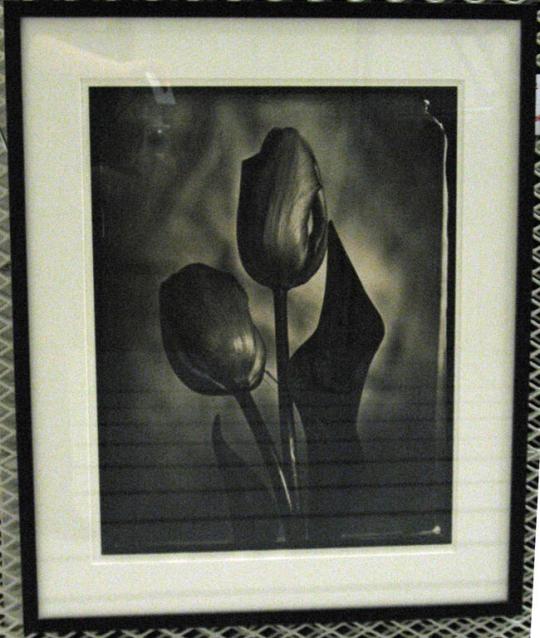 Tulips