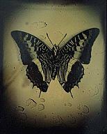Charaxes Castor [Zebra Butterfly]