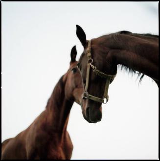 Amish Horses