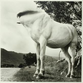 White Horse, Donegal, Ireland