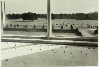 Flies in the Window, Castletown House, Ireland