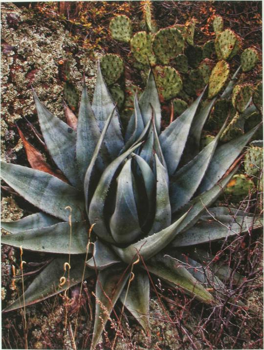 Agave I