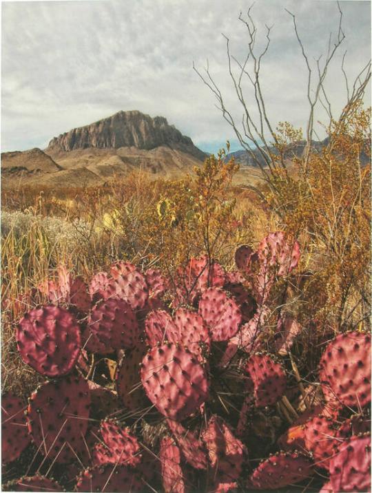 Chihuahuan Icons