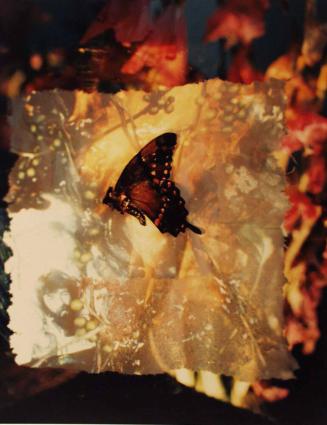 Downum's Butterfly