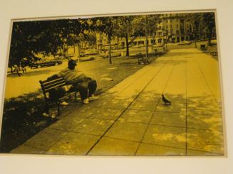 Untitled (pigeon lookin at a black man on bench, DC)