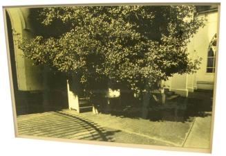 Untitled (woman in front of church, under tree, on bench, DC)