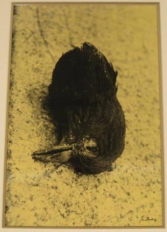 Untitled (severed pigeon head, DC)