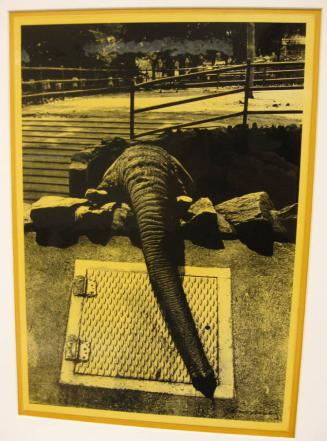 Untitled (elephant trunk, DC)