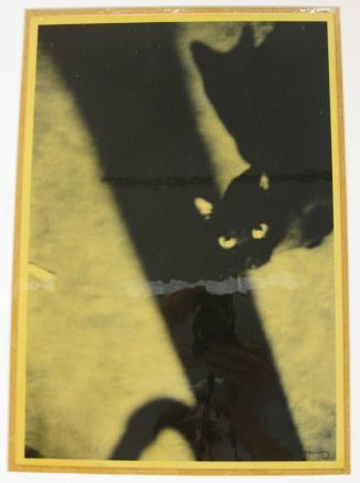 Untitled (cat in shadow, DC)