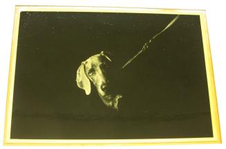 Untitled (dog on leash, DC)
