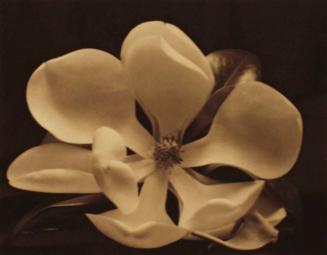 Magnolia Flower