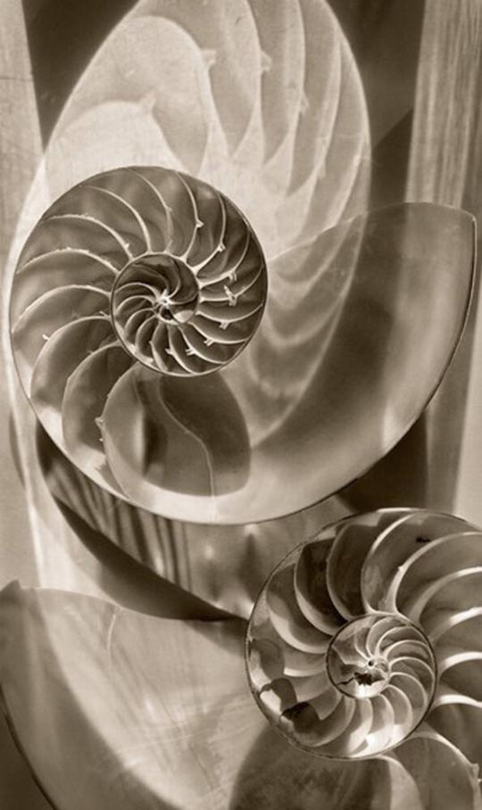 Nautilus Shells 2