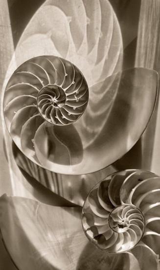 Nautilus Shells 2