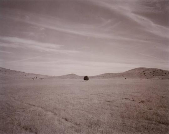 Independent Tree, Utah