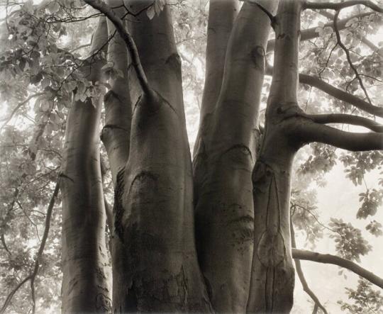 Scarred Beech, Lake Park, Wisconsin