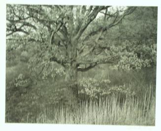 Oak Tree, Holmdel, New Jersey