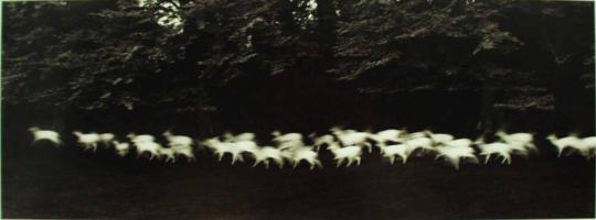 Running White Deer, County Wicklow, Ireland