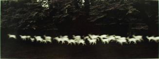 Running White Deer, County Wicklow, Ireland