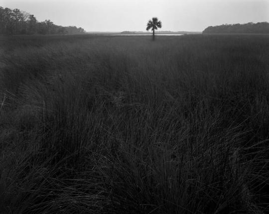 Palm in Marsh, Cane Patch Creek, Ossabaw Island, Georgia