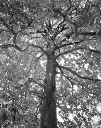 Magnolia Tree near Pine Barren Road, Ossabaw Island, Georgia