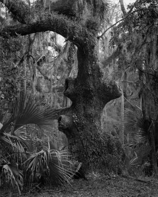 Knobby Tree, Mule Run, Ossabaw Island, Georgia