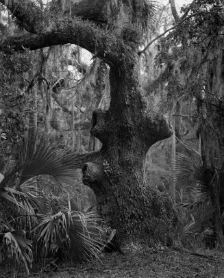 Knobby Tree, Mule Run, Ossabaw Island, Georgia