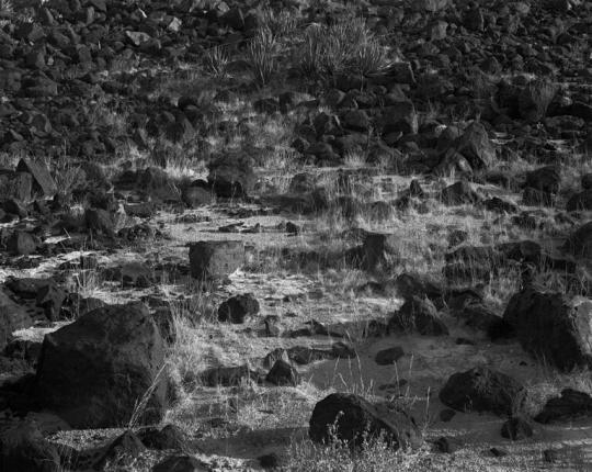 Grass & Lava Rocks, Big Bend, Texas