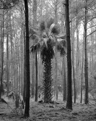 Palm Tree in Pines, Ossabaw Island, Georgia