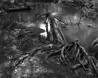 Fallen Tree, Bradley River, Ossabaw Island, Georgia