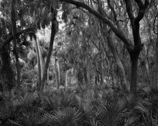 Primeval Forest, Ossabaw Island, Georgia