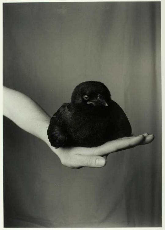 Fledgling American Crow