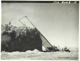 Big Hole Valley, Beaverhead County, Montana. Haying. This valley is famous for its fine beef cattle and hay