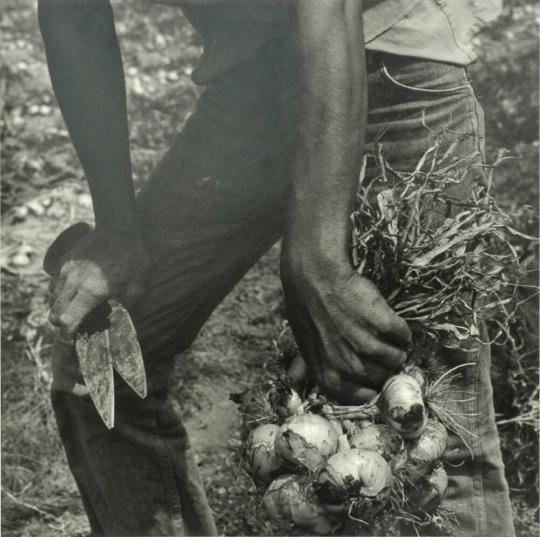 Onion Picker, Rio Grand Valley, Texas